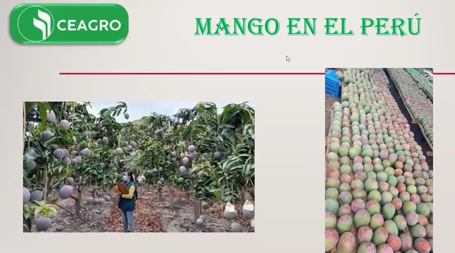 Cultivo agronómico de Mango